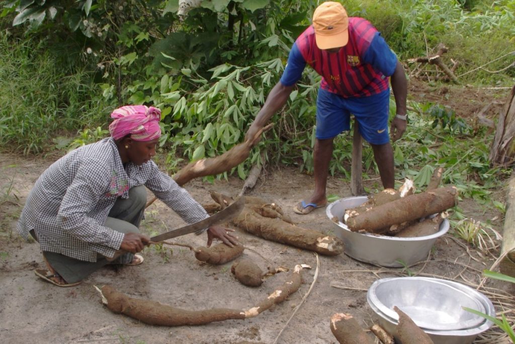 Harvesting cassava outside Semoisie