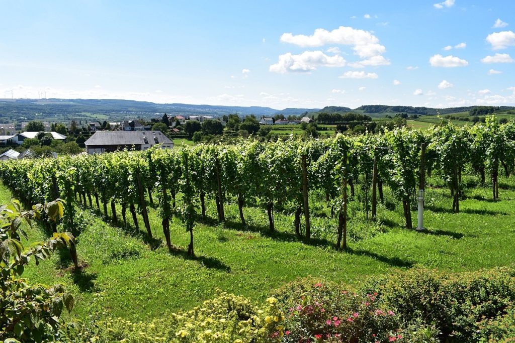 The vineyards of Domaine Mathis Bastian