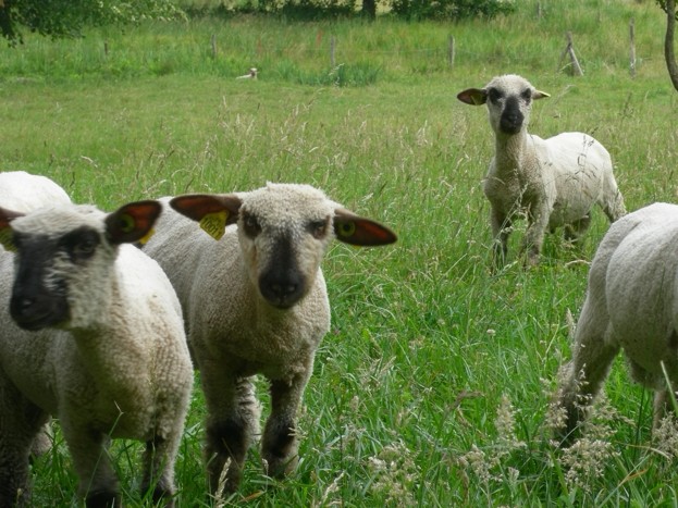 Dorset Down sheep at La Bionnerie