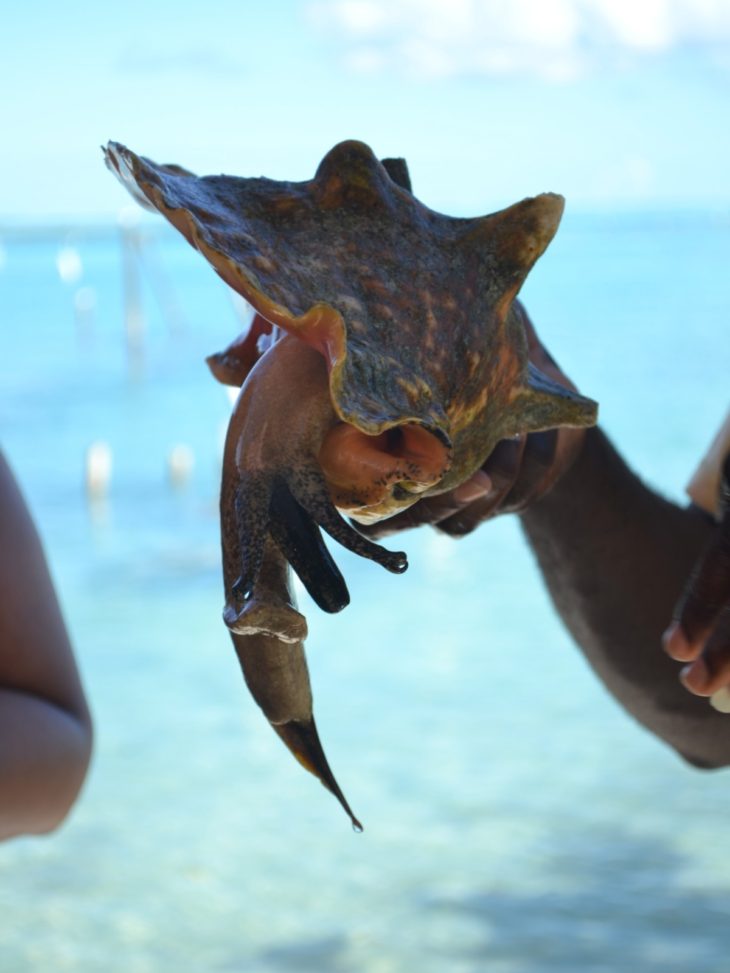 Fresh conch