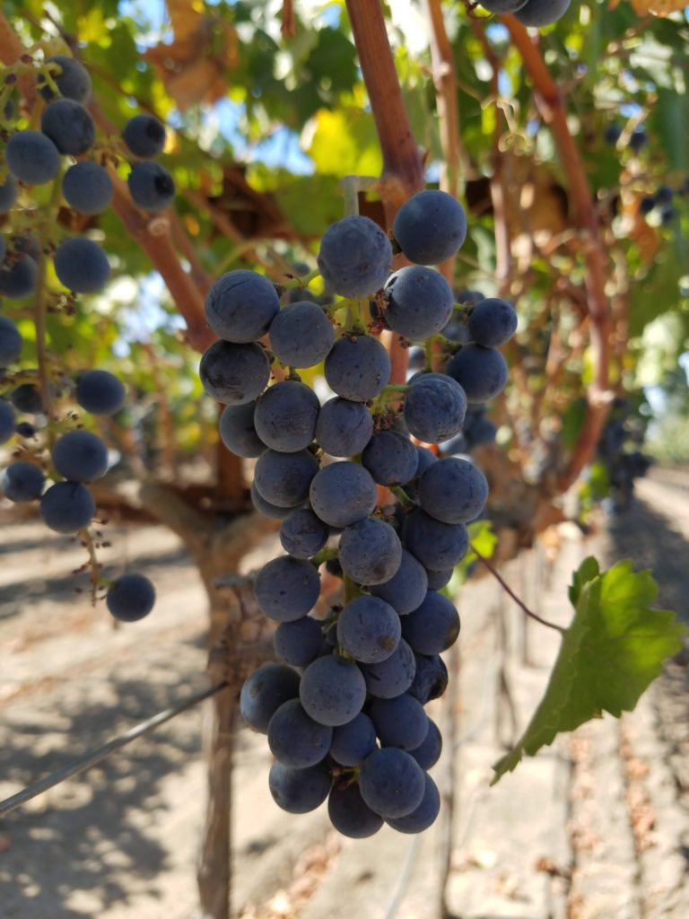 Zinfandel is Lodi’s signature grape