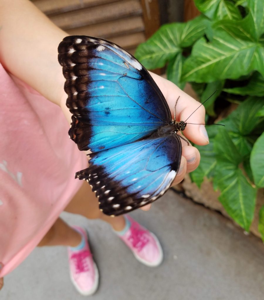 Butterfly at Ferme Guyon