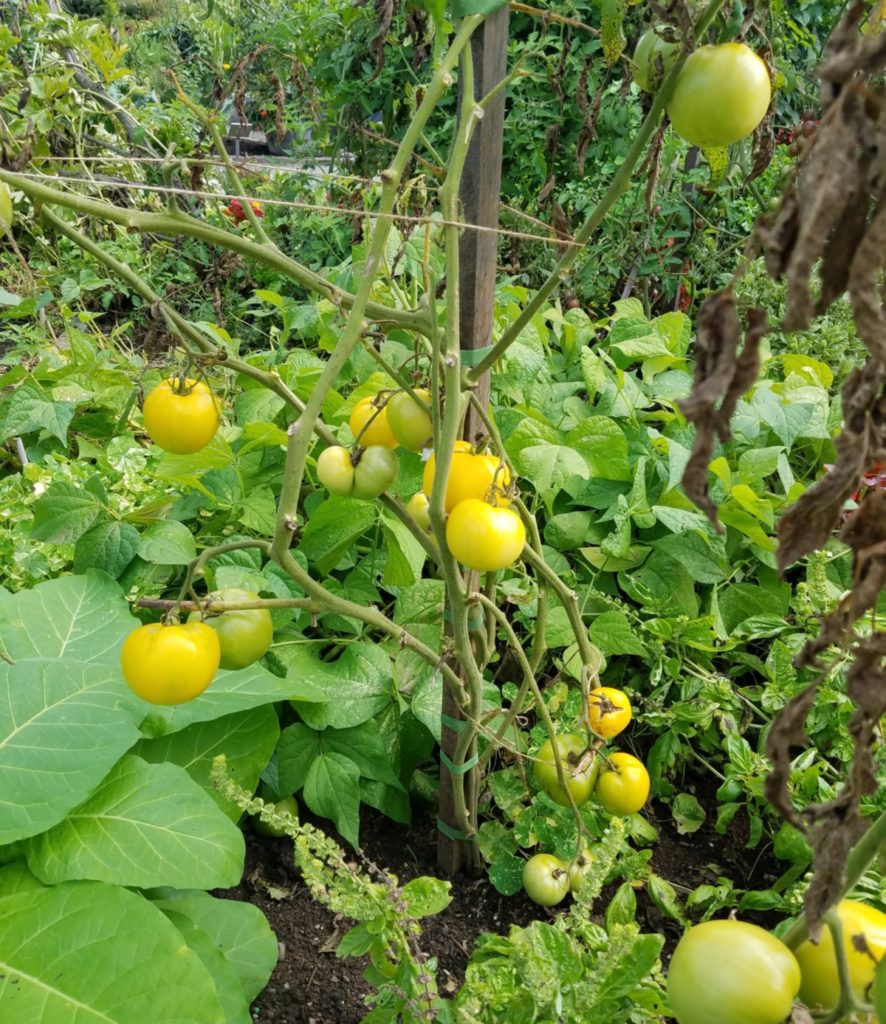 Tomatoes ripening on the vine