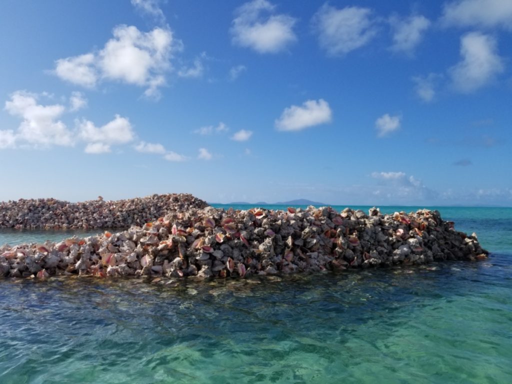 Amerinidian conch mounds