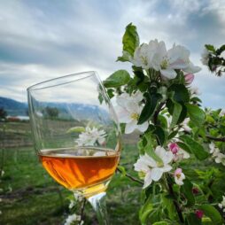 Cider glass and blossoms
