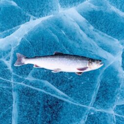 Arctic char in ice